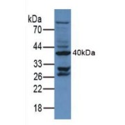 abx102978