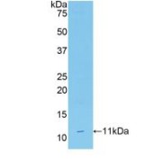 abx102980