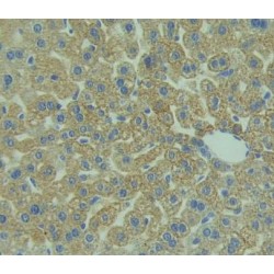 Cluster of Differentiation 3d (CD3D) Antibody