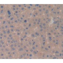 Cluster of Differentiation 3d (CD3D) Antibody