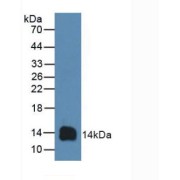 Western blot analysis of recombinant Sheep CD3d.