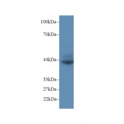 abx102986