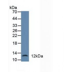 Defensin Alpha 1, Neutrophil (DEFa1) Antibody