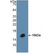 Western blot analysis of recombinant Human DEFa1.
