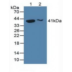H2A Histone Family, Member Y (H2AFY) Antibody