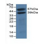Western blot analysis of recombinant Human H2AFY (with N-terminal His and GST Tag).