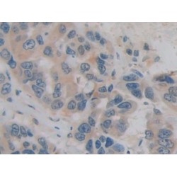 H2A Histone Family, Member Y (H2AFY) Antibody