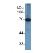 Western blot analysis of Cow Liver lysate, using Cow HSPA1B Antibody (1 µg/ml) and HRP-conjugated Goat Anti-Rabbit antibody (<a href="https://www.abbexa.com/index.php?route=product/search&amp;search=abx400043" target="_blank">abx400043</a>, 0.2 µg/ml).