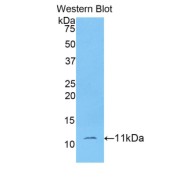 Western blot analysis of the recombinant protein.