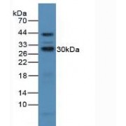Western blot analysis of Mouse Liver Tissue.