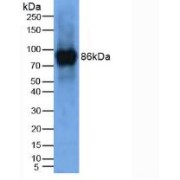 Western blot analysis of Mouse Thymus Tissue.