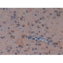 Macrophage Stimulating Protein (MSP) Antibody
