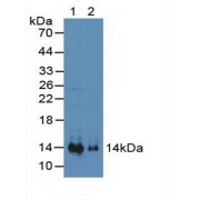 Western blot analysis of (1) Mouse Heart Tissue and (2) Mouse Kidney Tissue.