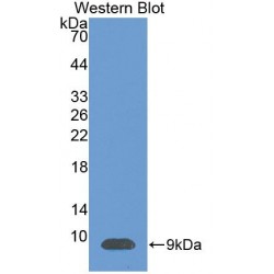 Stromal Cell-Derived Factor 1 / SDF1 (CXCL12) Antibody