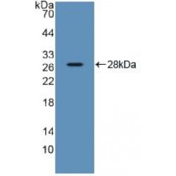 Stromal Cell Derived Factor 2 (SDF2) Antibody