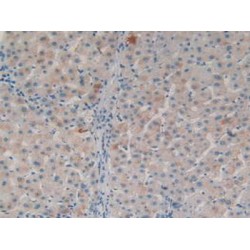 Stromal Cell Derived Factor 2 (SDF2) Antibody