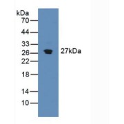 Western blot analysis of Mouse Pancreas Tissue.