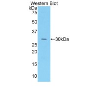 Western blot analysis of the recombinant protein.