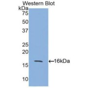 abx103082
