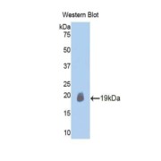 abx103084