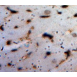 Angiopoietin-Related Protein 1 (ANGPTL1) Antibody