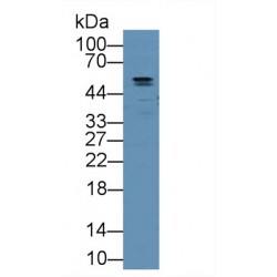 Angiopoietin-Related Protein 2 (ANGPTL2) Antibody