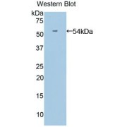 Western blot analysis of the recombinant protein.