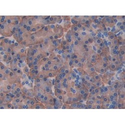 Angiopoietin-Related Protein 4 (ANGPTL4) Antibody