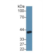 abx103096