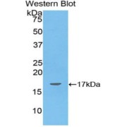 abx103098