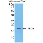 Western blot analysis of the recombinant protein.