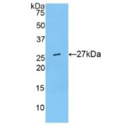 Angiopoietin-Related Protein 6 (ANGPTL6) Antibody