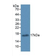 abx103107