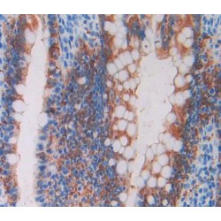 B-Lymphocyte Chemoattractant 1 (BLC1) Antibody