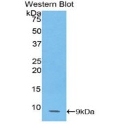 Western blot analysis of the recombinant protein.