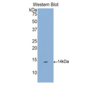 Western blot analysis of the recombinant protein.