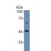 Western blot analysis of Mouse Spinal cord lysate, using Mouse CBG Antibody (1 µg/ml) and HRP-conjugated Goat Anti-Rabbit antibody (<a href="https://www.abbexa.com/index.php?route=product/search&amp;search=abx400043" target="_blank">abx400043</a>, 0.2 µg/ml).