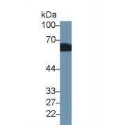 abx103131
