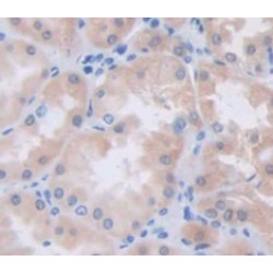 Cripto, FRL1, Cryptic Family 1 (CFC1) Antibody