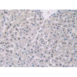 Progonadoliberin 1 (GNRH1) Antibody