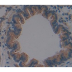 C-X-C Motif Chemokine 2 (CXCL2) Antibody