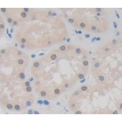 Histone Cluster 2, H2aa3 (HIST2H2AA3) Antibody