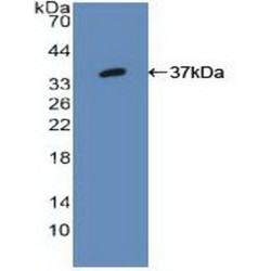 Interferon Regulatory Factor 1 (IRF1) Antibody