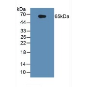 Western blot analysis of Human Raji Cells.