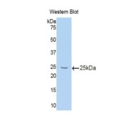 abx103171
