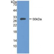 Western blot analysis of recombinant Mouse MFGE8.