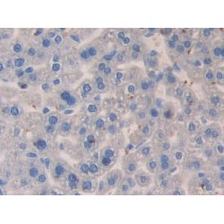 Monocyte Chemotactic Protein 3 (MCP3) Antibody