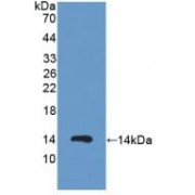 Western blot analysis of recombinant Human PKIa.