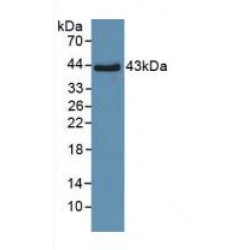 Pulmonary Surfactant Associated Protein D / SP-D (SFTPD) Antibody