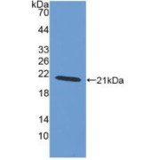 abx103213
